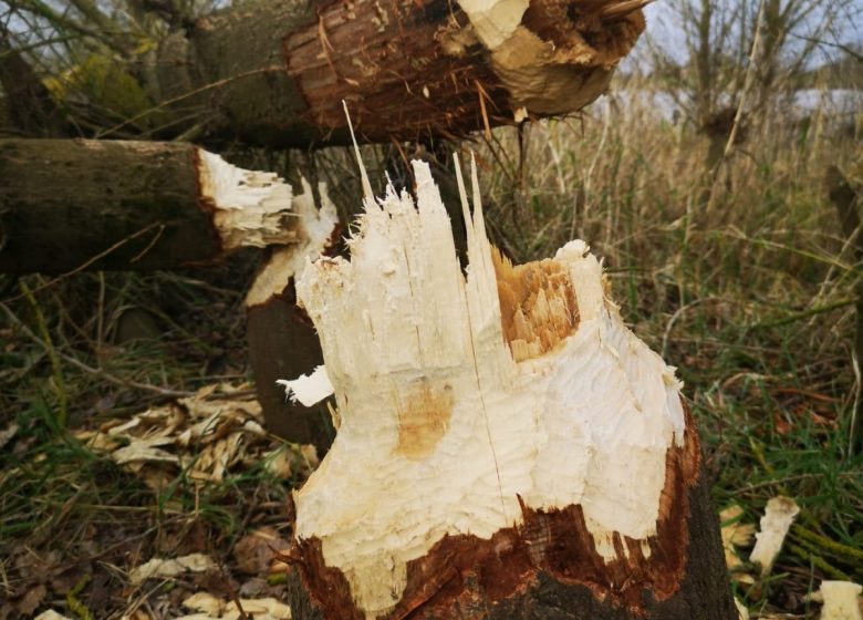 Balade sur la Loire au coucher du soleil à bord d’un bateau traditionnel avec Fer de Loire