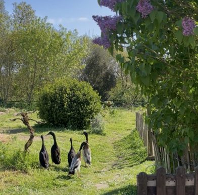 Parenthèse bucolique : instants privilégiés entre nature et mémoire animale