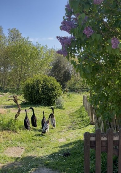 Parenthèse bucolique : instants privilégiés entre nature et mémoire animale