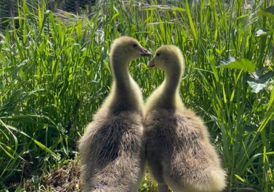 Parenthèse bucolique : instants privilégiés entre nature et mémoire animale