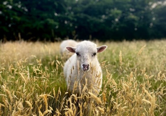 Parenthèse bucolique : instants privilégiés entre nature et mémoire animale