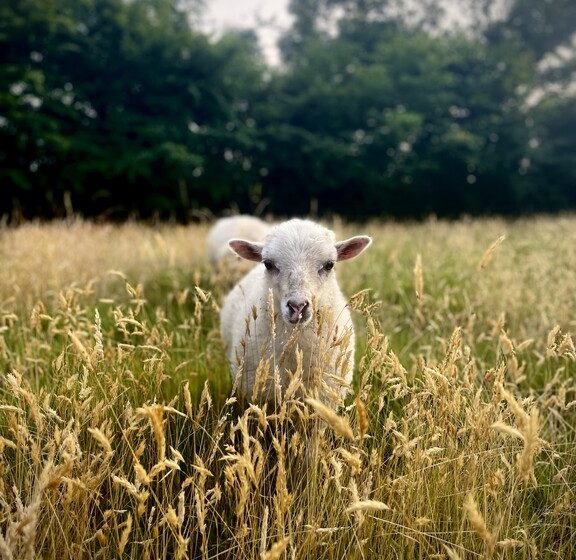 Parenthèse bucolique : instants privilégiés entre nature et mémoire animale
