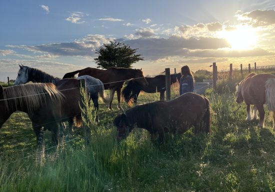 Balade à cheval et à poney avec l’association “À quatre temps”