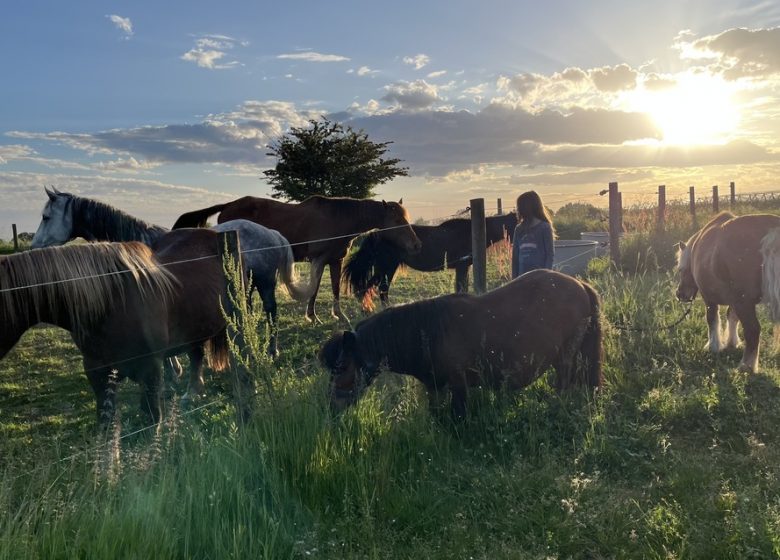Balade à cheval et à poney avec l’association “À quatre temps”