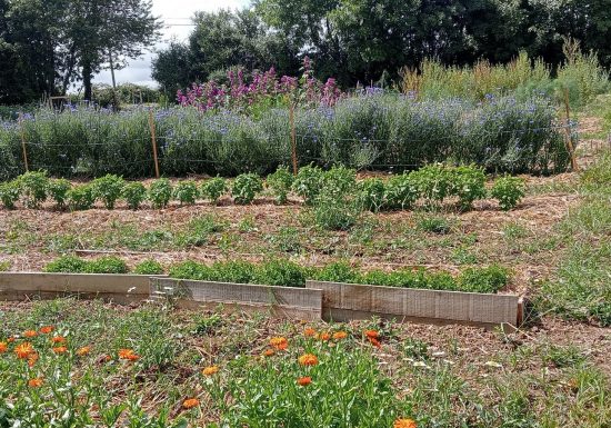 Les Herbes du Ruisseau