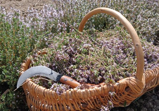 Les Herbes du Ruisseau