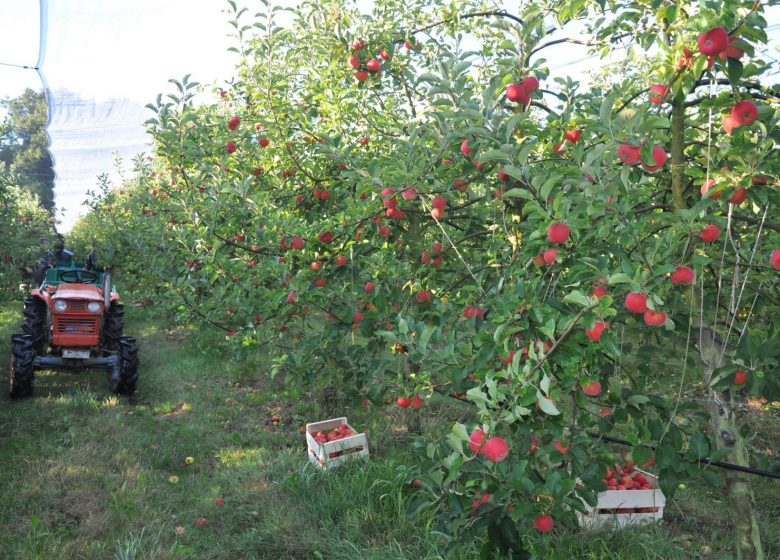Le Jardin des Hespérides
