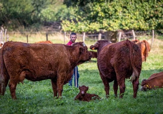 Lodges l’Étable des Mauges