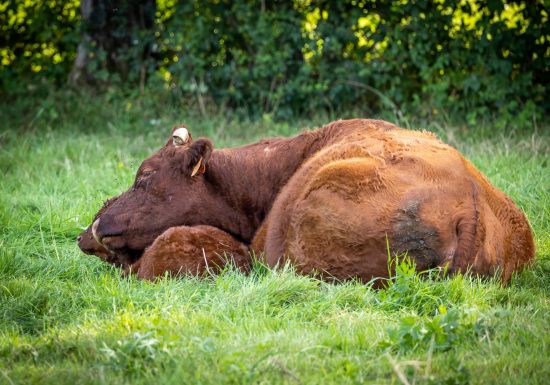 Produits de la ferme l’Etable des Mauges