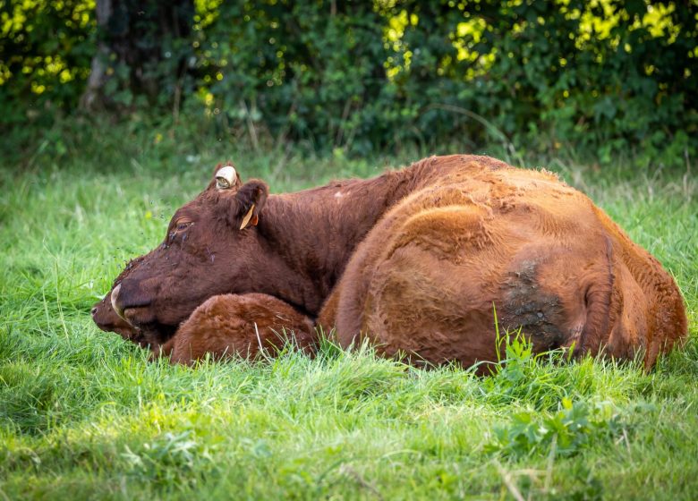 Produits de la ferme l’Etable des Mauges