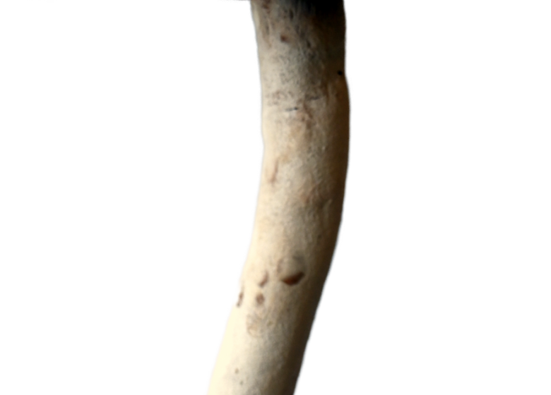 POTERIE | Atelier +8 ans “Le champignon”