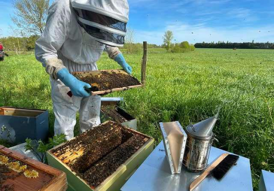 Les Abeilles du P’tit Lili