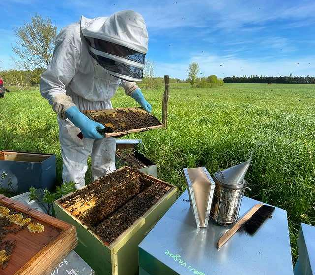 Les Abeilles du P’tit Lili