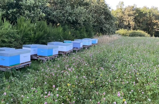 Les Abeilles du P’tit Lili