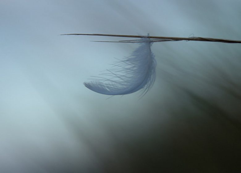 Balade photographique “Spécial minimalisme” dans le parc de Beaupréau