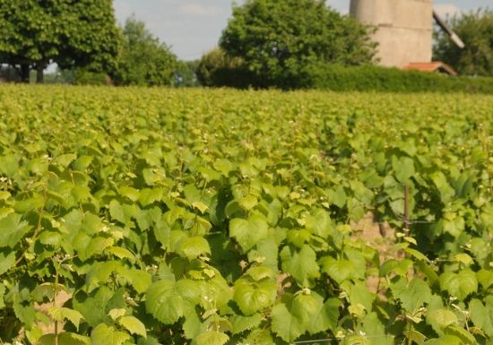 Aire de camping-car du Moulin Guillou