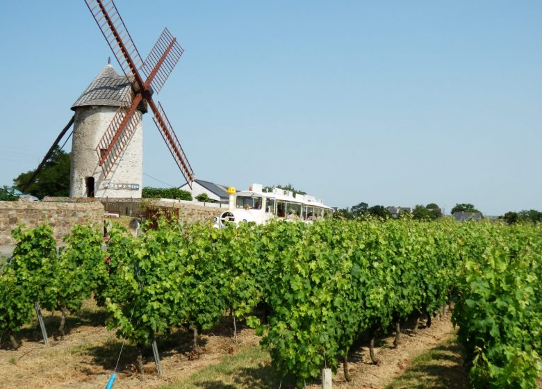 Le p’tit train Vignes et Loire