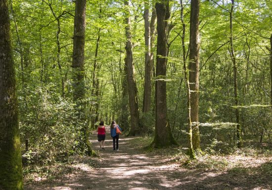 Forêt et étang de la Foucaudière