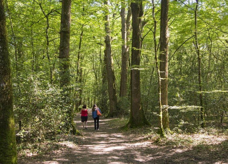 Forêt et étang de la Foucaudière