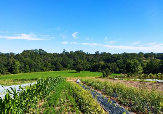Le Potager des Variétés Oubliées
