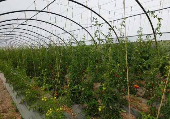 Le Potager des Variétés Oubliées