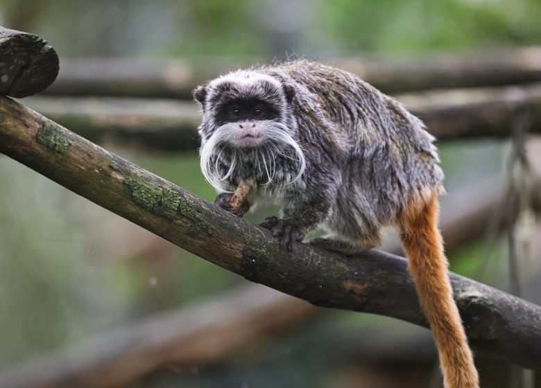 Zoo de la Boissière-du-Doré