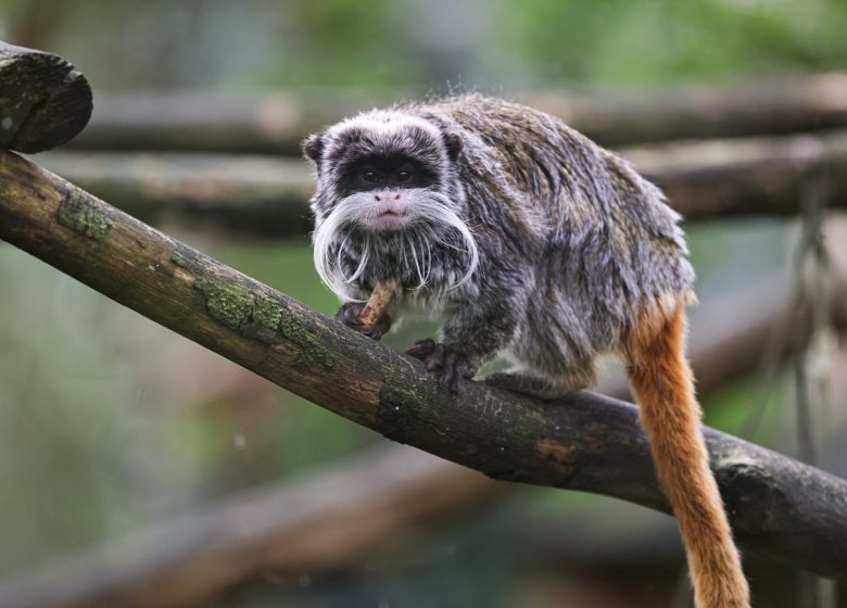 ZOO DE LA BOISSIERE DU DORE