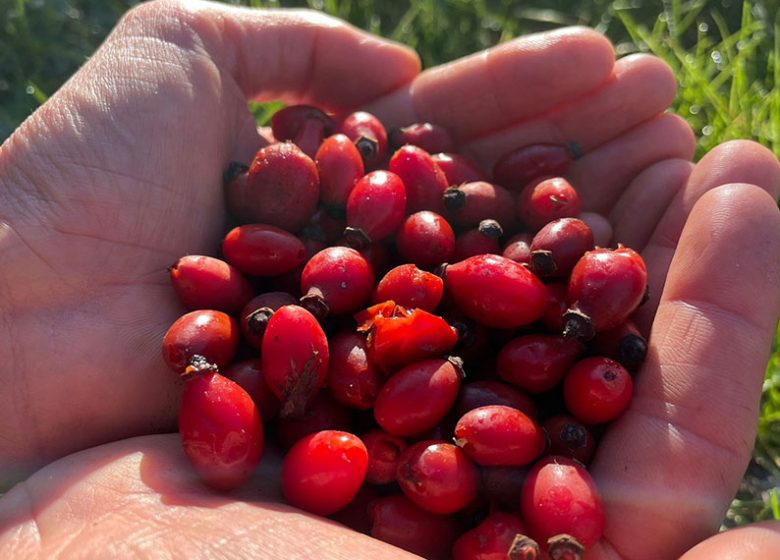 Balade sur les plantes sauvages comestibles : les Rendez-Vous Nature en Anjou