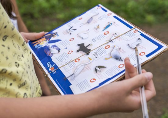 Rallye des oiseaux à Cap Loire