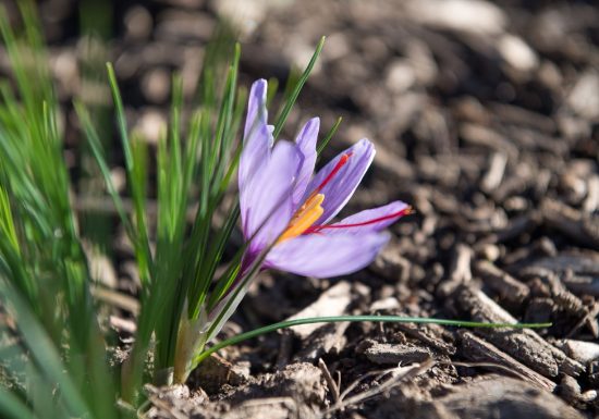 Cynfaël, le prince du safran