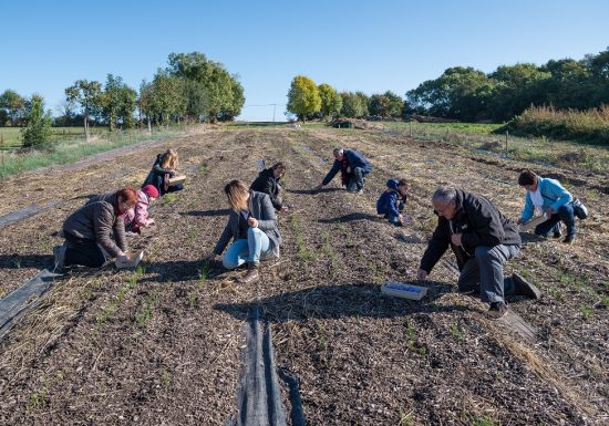 Cynfaël, le prince du safran