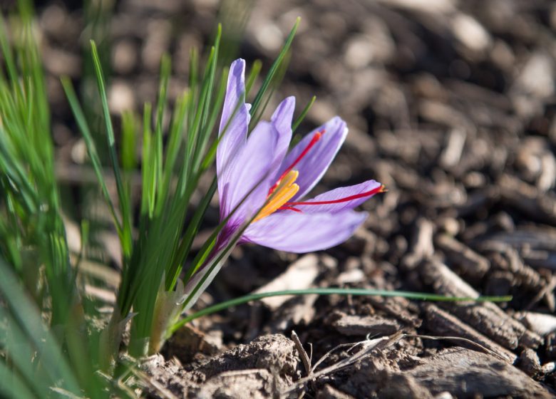 Éveil des sens, du safran au yoga