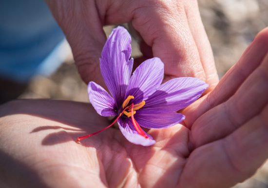 Éveil des sens, du safran au yoga