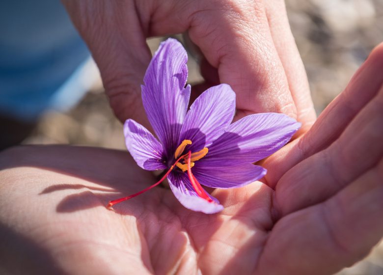 Éveil des sens, du safran au yoga