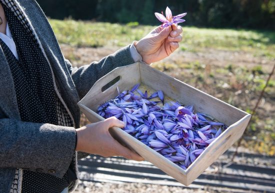Cynfaël, le prince du safran