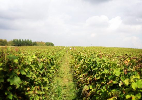 Domaine Le Raisin à Plume