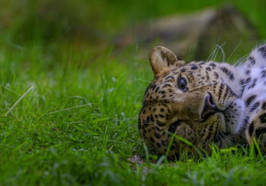 Zoo de la Boissière-du-Doré