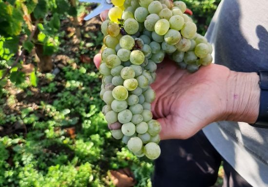 Clos de vigne de La Pierre à Fourneau