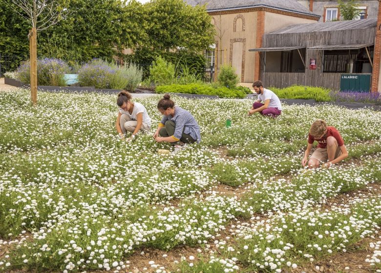 Visites guidées au Jardin Camifolia