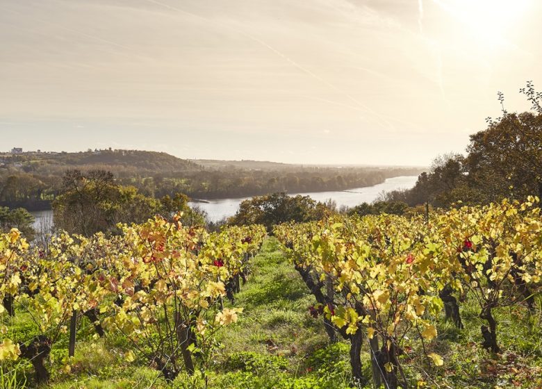 La Loire à Vélo, de Champtoceaux à Mauves-sur-Loire