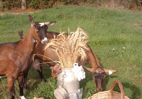 Aire d’accueil camping-car Ferme Cabri d’Anjou