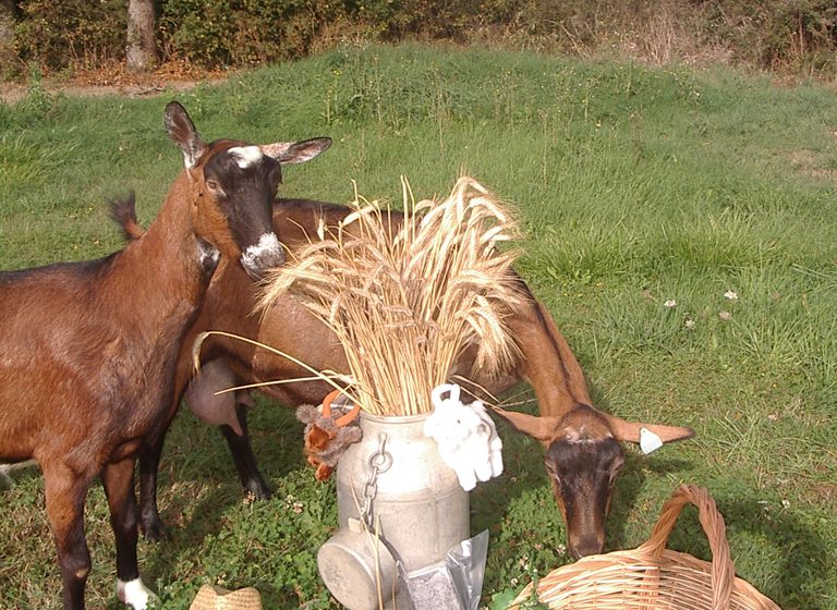 Aire d’accueil camping-car Ferme Cabri d’Anjou