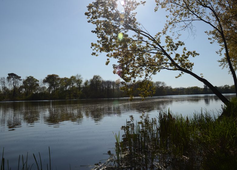 Etang de la Thévinière