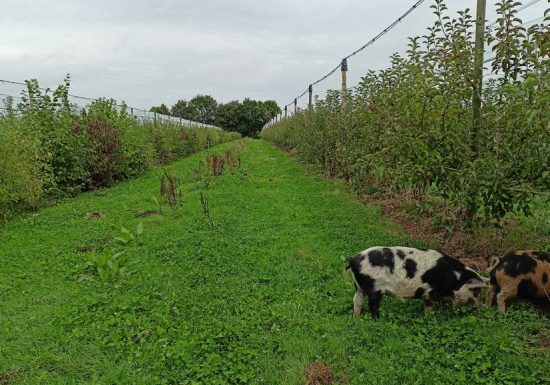 Le Verger de la Petite-Rainette