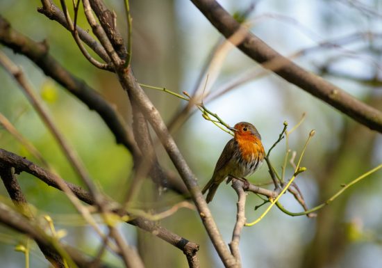 Animation nature sur les oiseaux à Cap Loire à Montjean sur loire