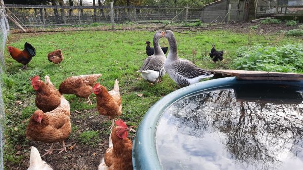 Ferme pédagogique de la Turmelière