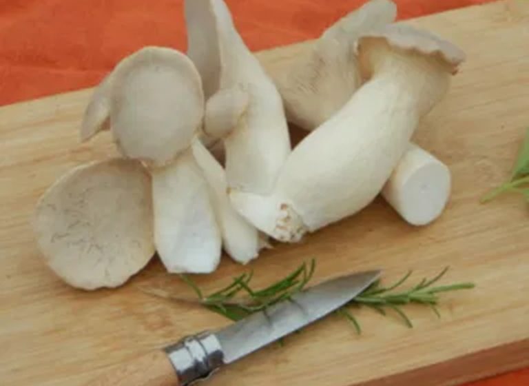 L’atelier du champignon