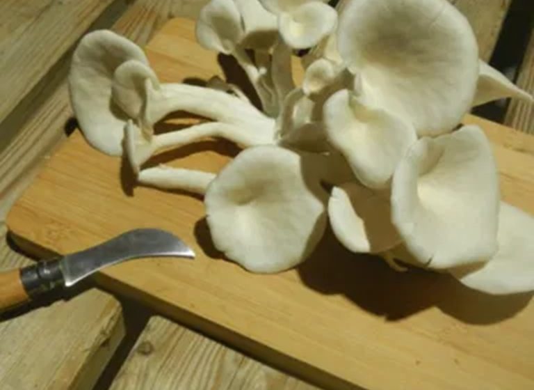 L’atelier du champignon