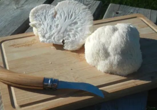 L’atelier du champignon