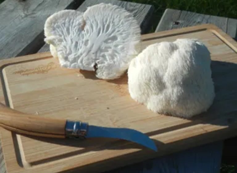 L’atelier du champignon